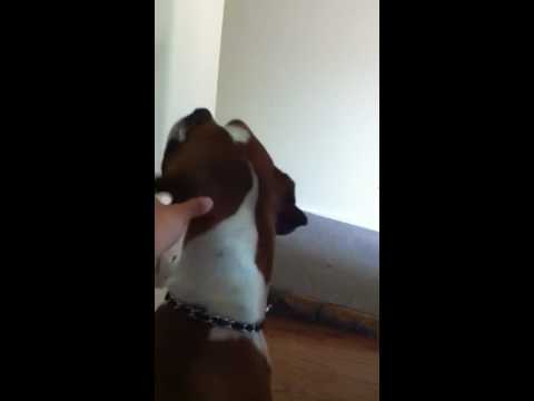 Tommy, jack & cotufa