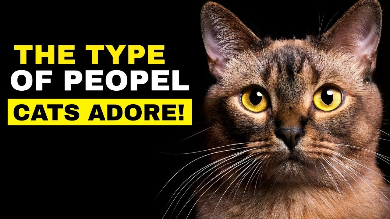 7 Traits Cats LOVE in Their Favorite Humans!