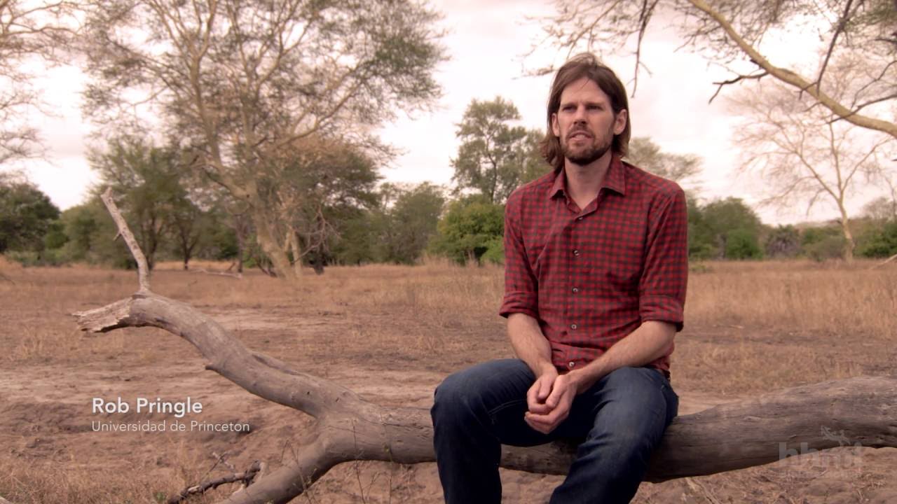 Diferenciación de Nichos y Coexistencia de las Especies | HHMI BioInteractive Video