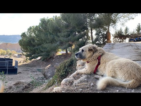 SUNDAY LIVE Sanctuary Hangout 8th January 2023