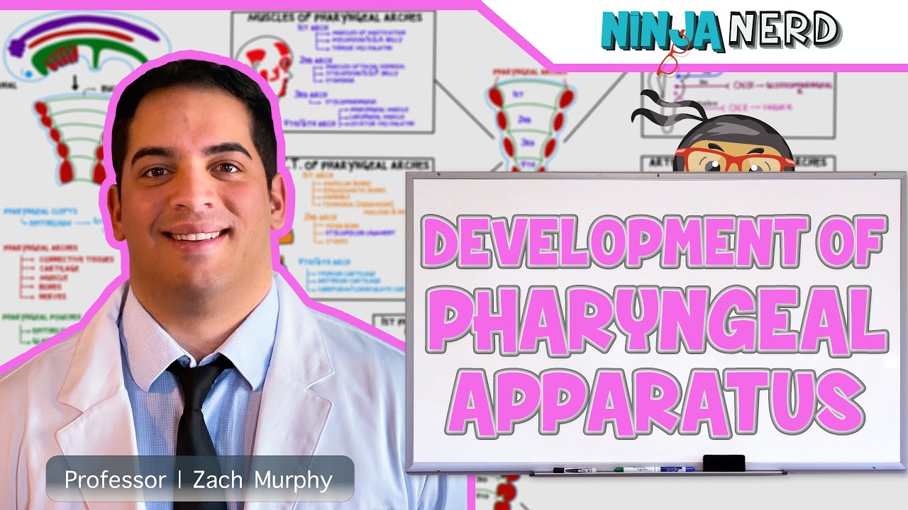 Embryology | Development of Pharyngeal Apparatus