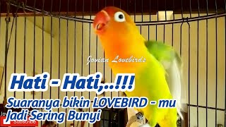 Download lagu HATI - HATI... Suaranya bisa Bikin Lovebirdmu Jadi sering Bunyi, Pancingan Labet Gacor Fighter mp3 Download lagu HATI - HATI... Suaranya bisa Bikin Lovebirdmu Jadi sering Bunyi, Pancingan Labet Gacor Fighter mp3