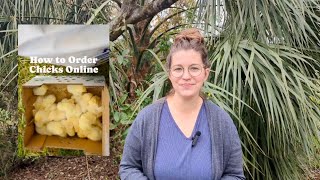 Ordering Chicks Online | Things to Think About