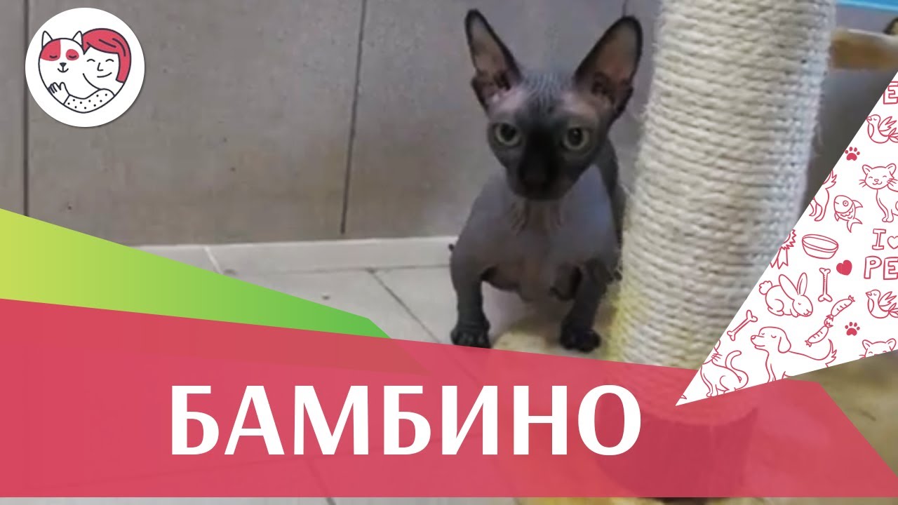 Бамбино на ilikepet