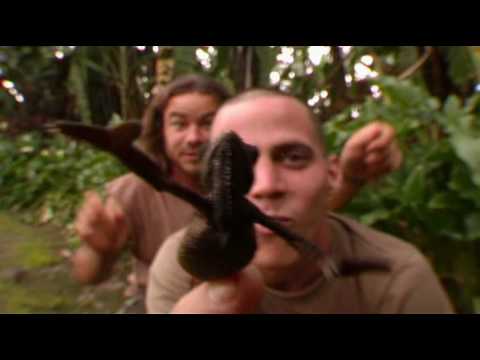 WildBoyz - Break-dancing Chameleon
