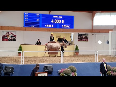 BBAG-Auktion 2020: JUNO v. Isfahan a.d. Joy to the World