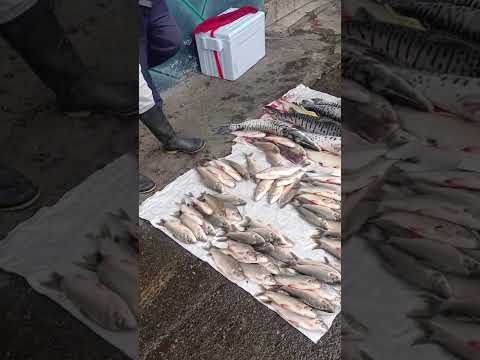 Puerto Valdivia Antioquia Subienda de pescado 🐠🐟🧜‍♂️ #RíoCauca