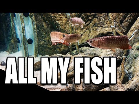 FEEDING HUNDREDS OF AQUARIUM FISH