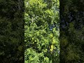 Silver maple - mid canopy - August 2021