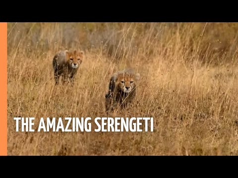 The Last Paradise on Earth - The Amazing Serengeti | Full Documentary
