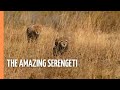The Last Paradise on Earth - The Amazing Serengeti | Full Documentary