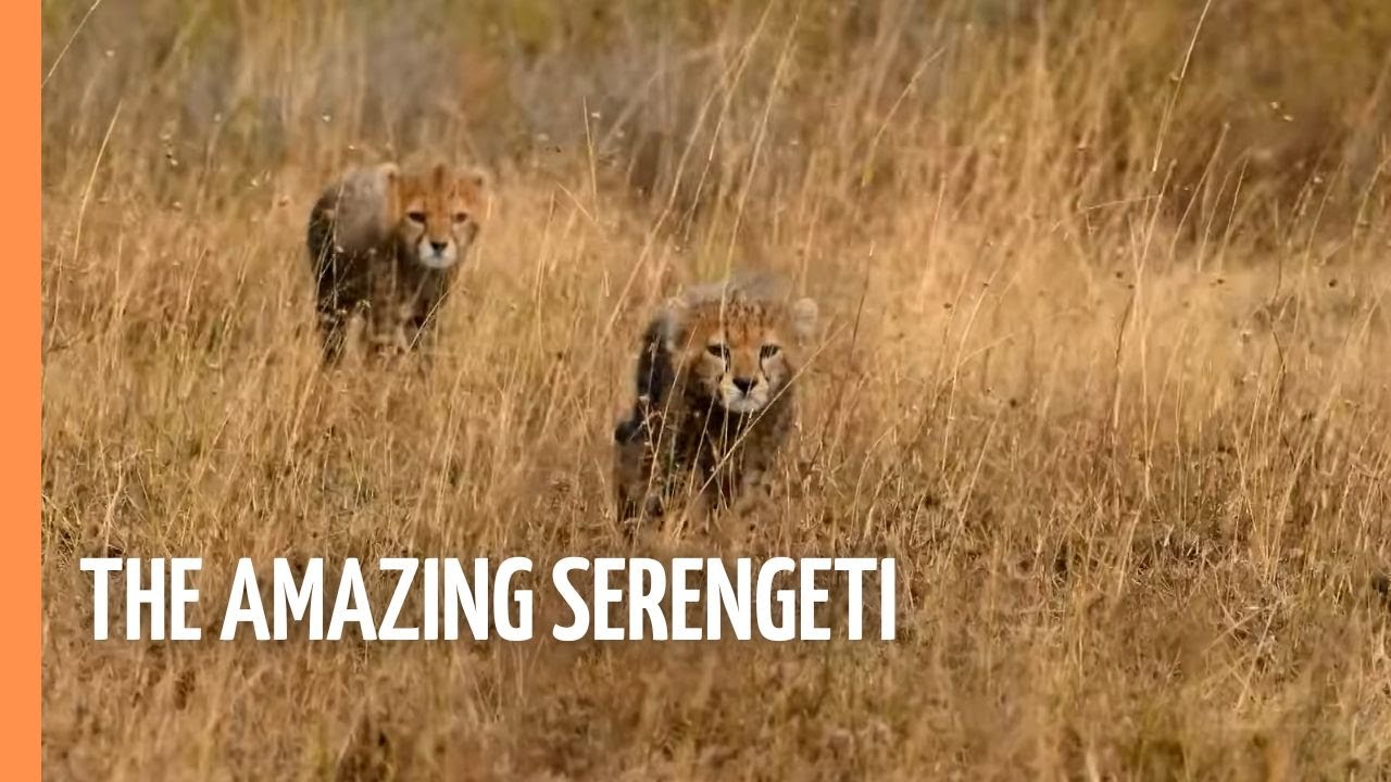 The Last Paradise on Earth - The Amazing Serengeti | Full Documentary