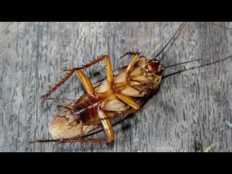 Exterminated(feat yung bandit)