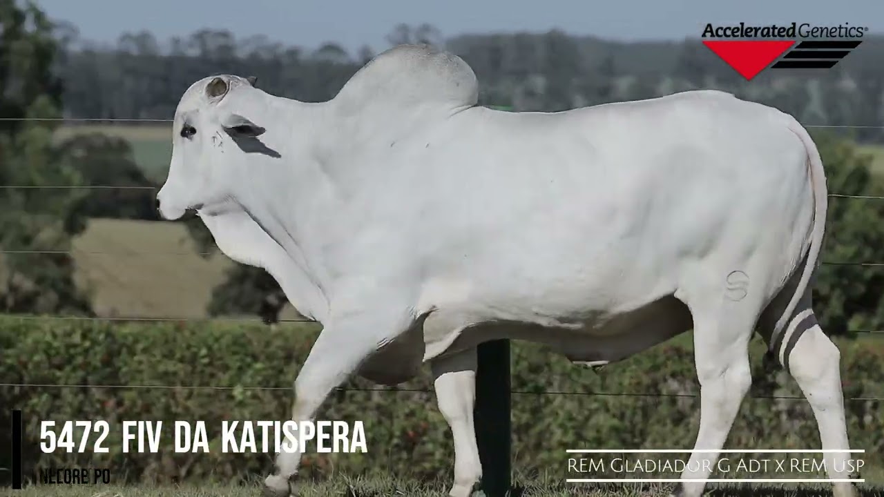 Vídeo 5472 FIV DA KATISPERA