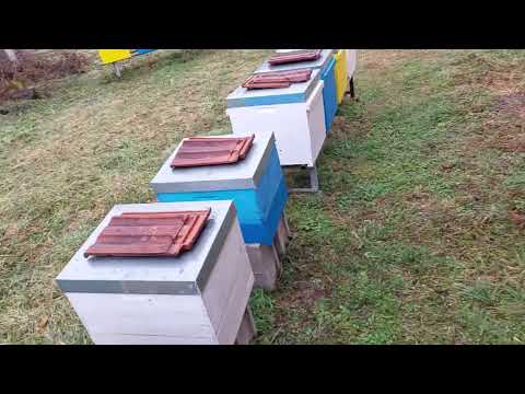 Ubacivanje pregradnih daski i kontrola zajednica drugi dan