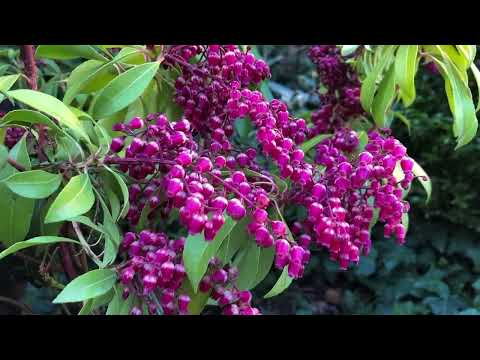 Pieris japonica. Interesting varieties - Valley Valentine and Valley Rose