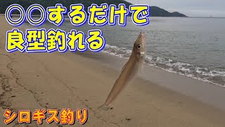 【簡単キス釣り】初夏のキス釣り！ ちょい投げで良型が釣れる