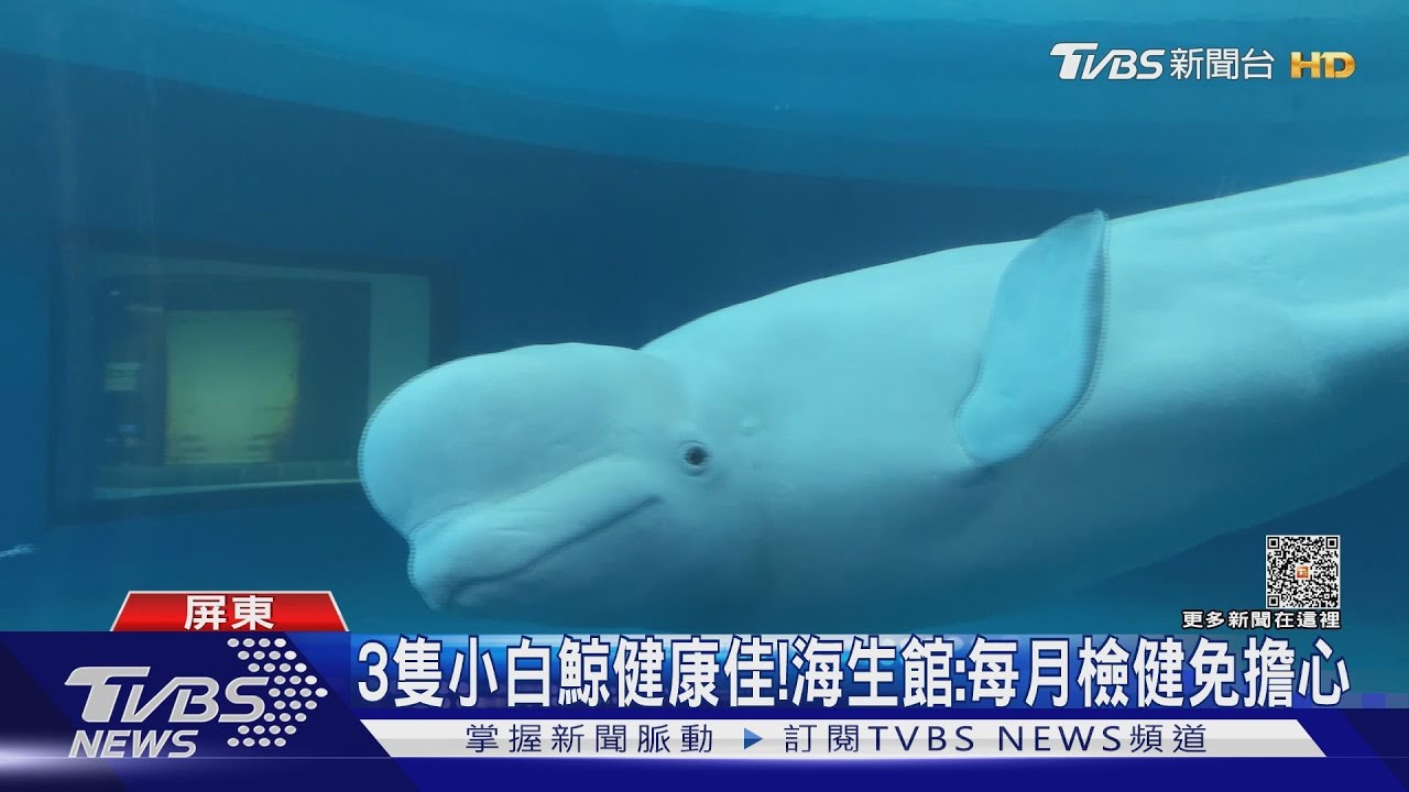 大逆轉!韋氏毛龍蝦險遭吃下肚 搖身成海生館生力軍