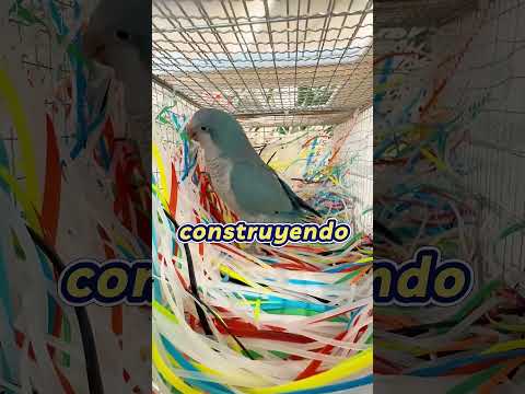 ¡El pájaro Mika construye la casa de sus sueños! ¿Logrará terminarla? 🏠✨