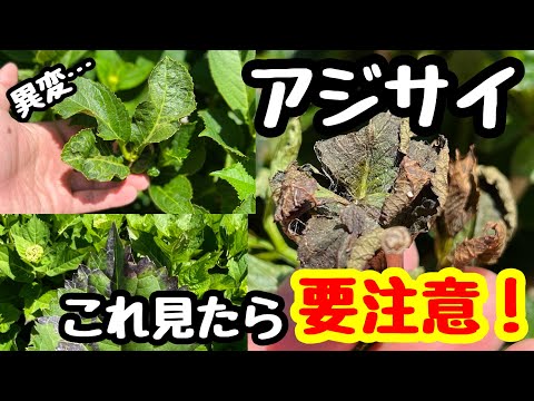 アジサイの美しい開花を保証するものは何ですか？関連する剪定、優先肥料、または雨からの保護?  庭園