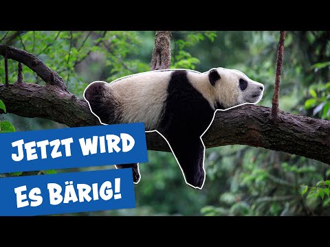 Special episode: The pandas at Berlin Zoo | Panda, Gorilla & Co.