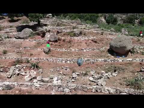 Forest restoration in northern Mexico