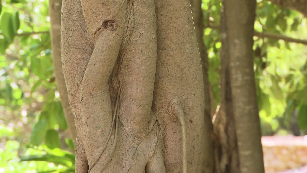 Banyan Tree
