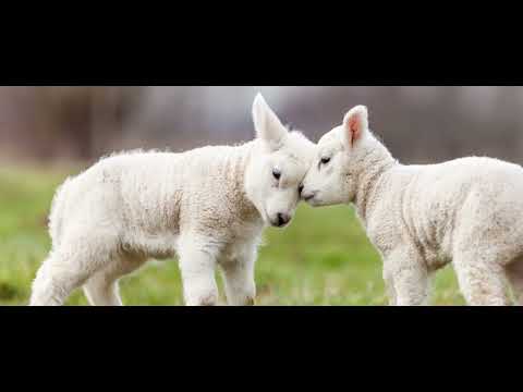 441 - Eu sou um cordeirinho