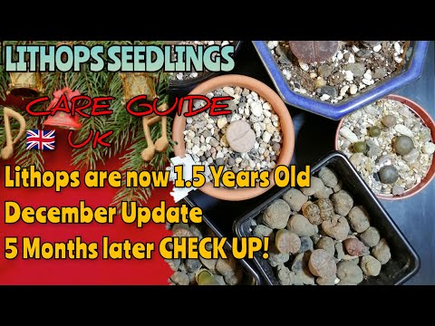, title : 'Lithops & Seedlings Care UK (Lithops now at 1.5 Years Old) Winter Update December 2020'
