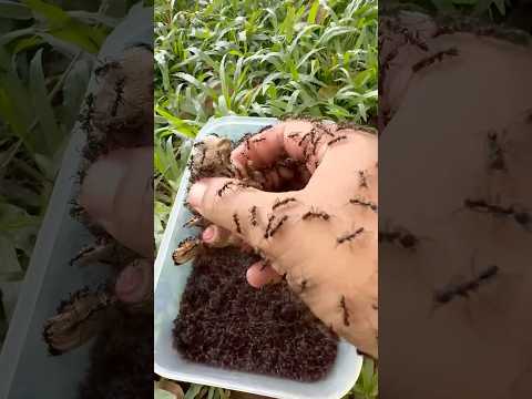 I Saved Monkey Toy From Bullet Ants Nest | Bullet Ant Challenge #2🐒