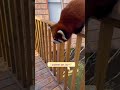 Red Panda comes to my house