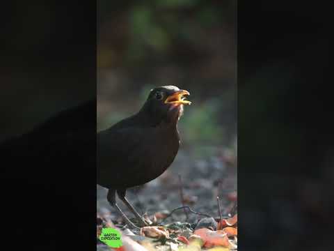 Giftfrei gärtnern: 3 klare Regeln für deinen Naturgarten