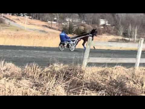 Seven Seagrams training with Trainer Rob Harmon at Big Z in NJ - 1.13.26