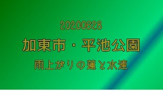 2020.06.28 加東市・平池公園で蓮の花を見てきました