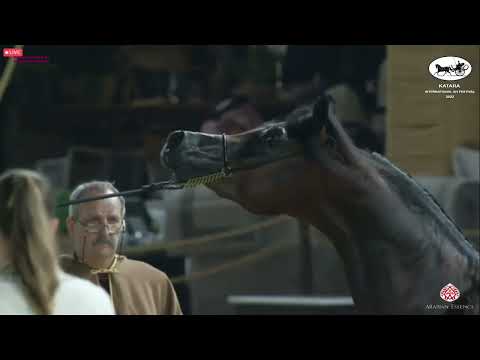 N 363 SULTAN AL KHOR   Katara Int  Arabian Horse Festival 2022   Colts 3 Years Old Class 6A