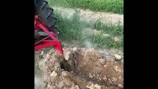 Gathering Potatoes the STC Way - With Family