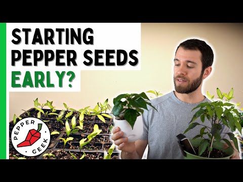 Starting Pepper Seeds Early - Should You Plant Now? - Pepper Geek
