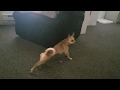 Dog Barking At Balloon