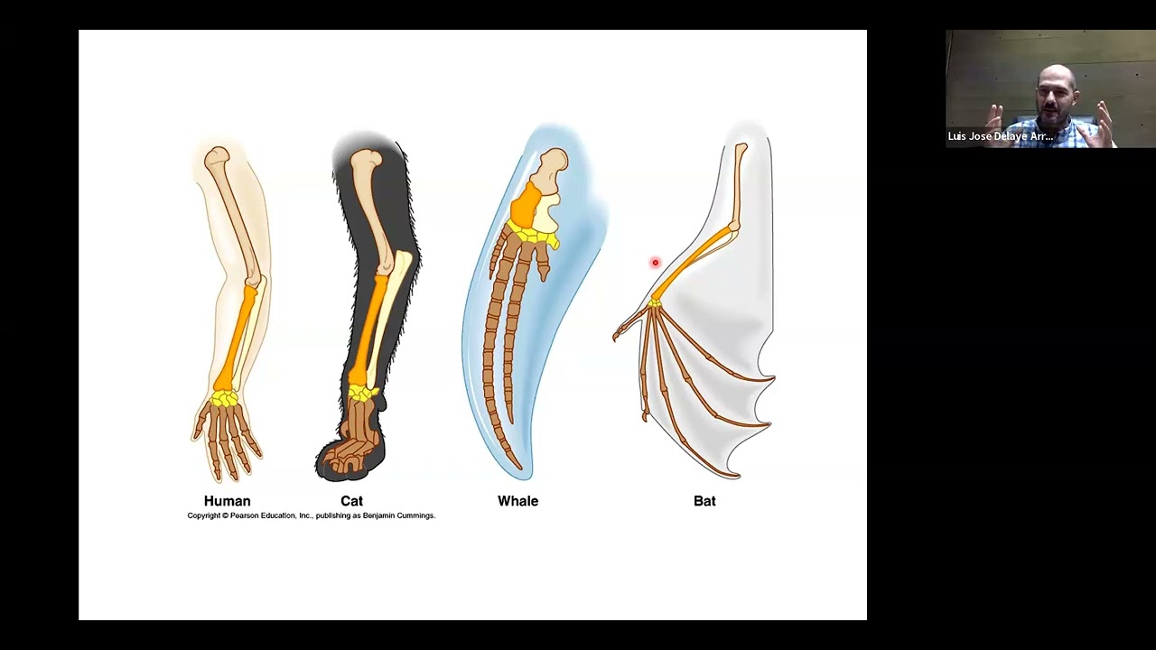 Origen de genes a partir de DNA no codificante, por Dr. Luis José Delaye Arredondo.