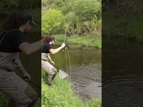 Creek trout fishing in beautiful locations