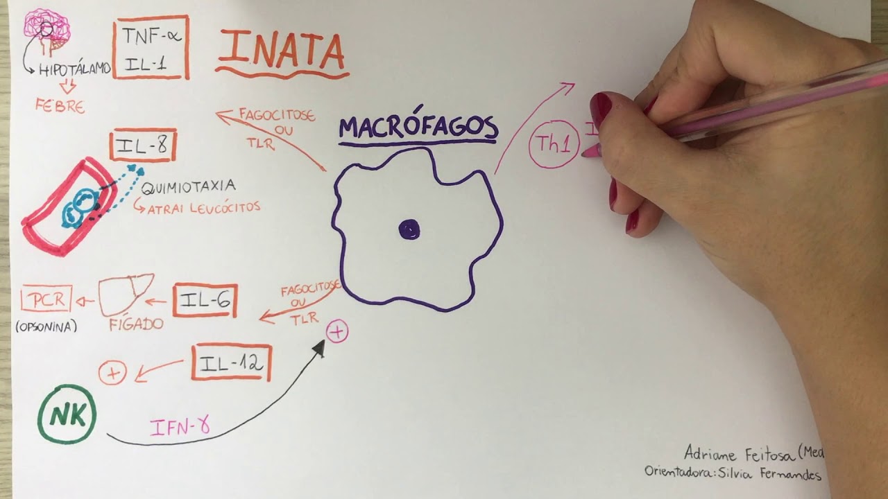 Macrófago: produção e secreção de citocinas