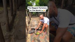 Gigantic tortoises in Zanzibar? 😳🇹🇿 #zanzibar #travel
