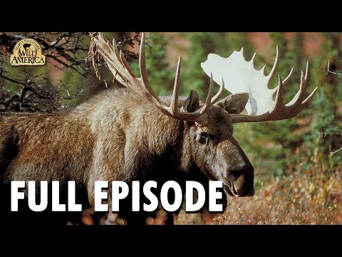 Wild America  | S10 E6 'Managing Wildlife' | Wild America Animal Channel