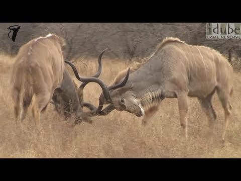 Magnificent Kudu Bulls Lock Horns in Dominance Battle video thumbnail