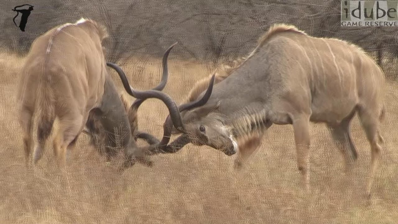Magnificent Kudu Bulls Lock Horns in Dominance Battle video thumbnail