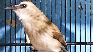 Download lagu SUARA TRUCUK CRUK CRUK NGEROL MEMANCING BUNYI ‼️ BIKIN EMOSI  mp3