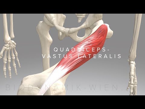 Quadriceps Vastus Lateralis (3D Animation)