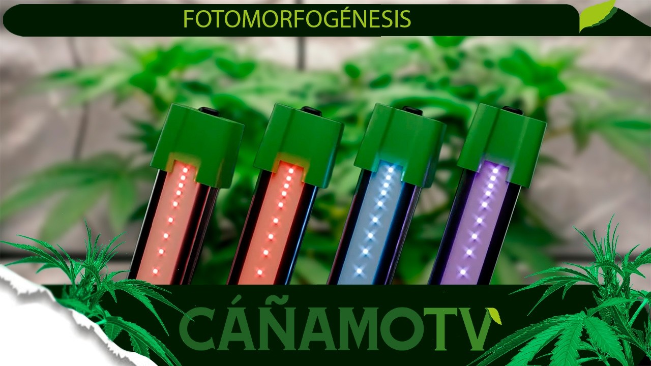 FOTOMORGOGÉNESIS 💪 CONTROLA EL CRECIMIENTO REFORZANDO ESPECTROS ESPECÍFICOS 💡 Mars Hydro