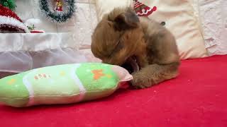 ハーフ犬の動画01