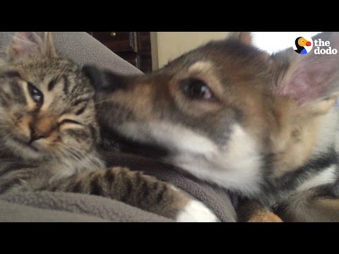 Cat And Dog Adopted Together Are BFFs